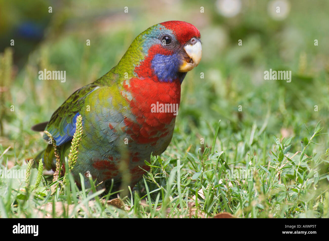 Pennantsittich (juvenile), Yarra Ranges National Park, Victoria, Australien, Pazifik Stockfoto