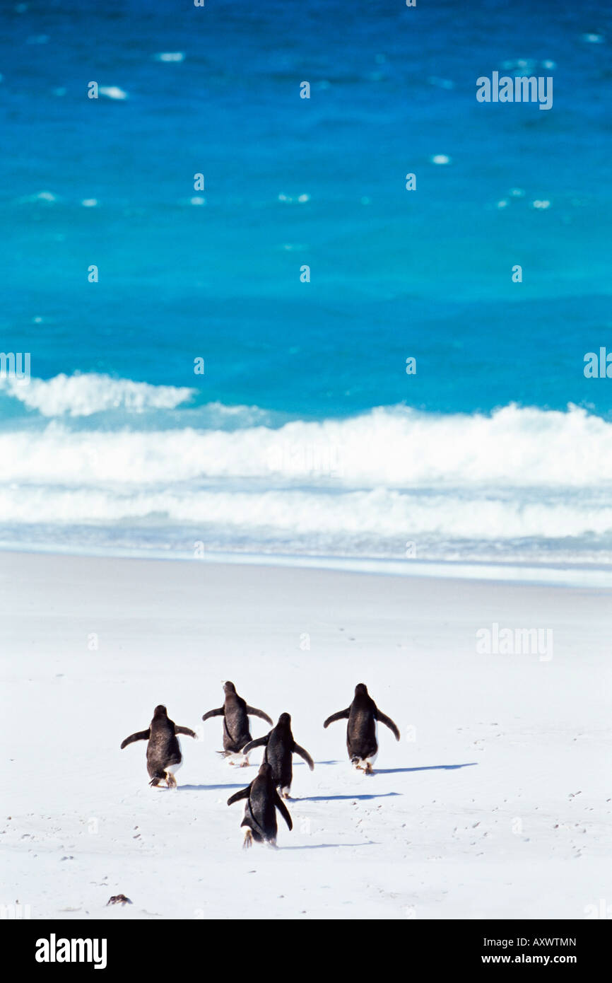 Königspinguine (Aptenodytes Patagonicus) laufen ins Meer, Volunteer Point, East Falkland, Falkland-Inseln, Süd-Atlantik Stockfoto