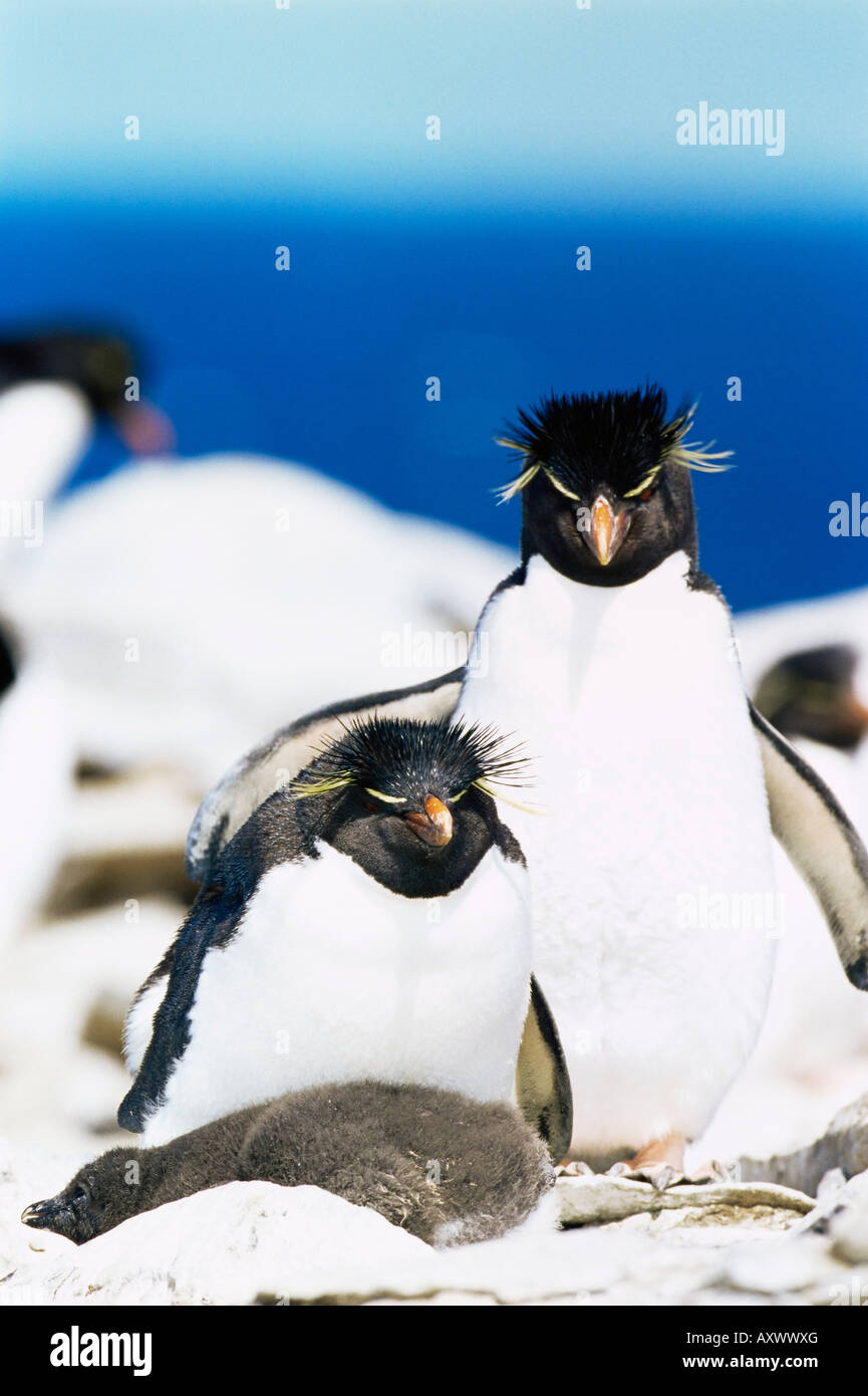 Familie Rockhopper Penguins (Eudyptes Chrysocome Chrysocome) umarmt, Sea Lion Island, Falkland-Inseln, Süd-Atlantik Stockfoto