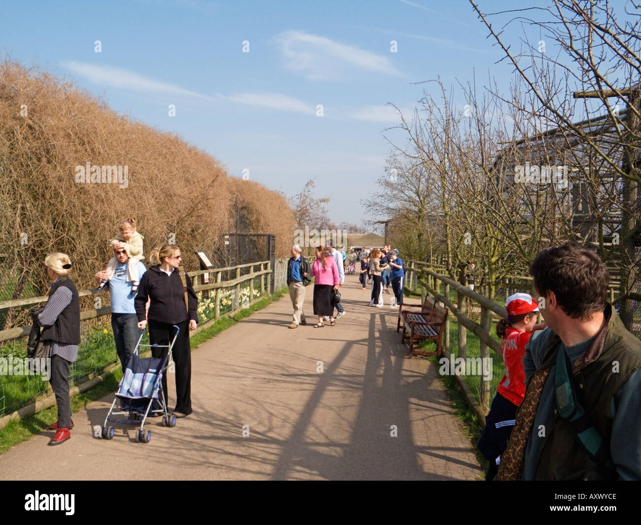 Howletts Wild Animal Park, Bekesbourne Road, Bekesbourne, Littlebourne, Canterbury, Kent, England, Vereinigtes Königreich Stockfoto
