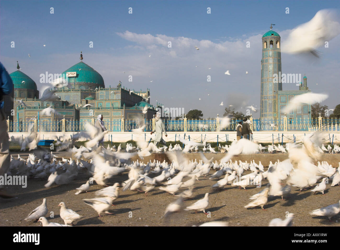 Berühmte weiße Tauben am Schrein von Hazrat Ali, gegründet durch die Seldschuken im 12. Jahrhundert, Mazar-I-Sharif, Afghanistan, Asien Stockfoto