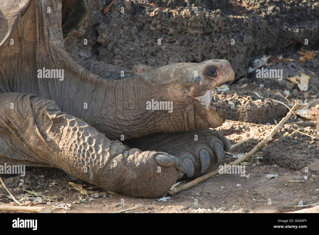 Lonesome George das letzte verbleibende Beispiel des Rennens Pinta lebt er im Darwin Centre auf Santa Cruz Stockfoto