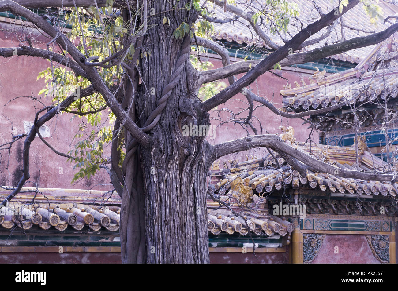 Baum und Architekturdetail, Verbotene Stadt (Palast), Beijing, China, Asien Stockfoto