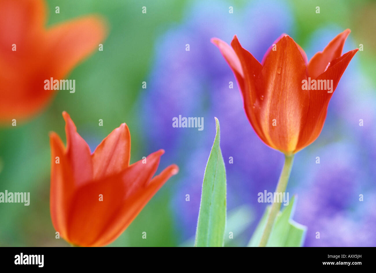 Tulpe, (Tulipa Spec), Bielefeld, NRW, Deutschland Stockfoto