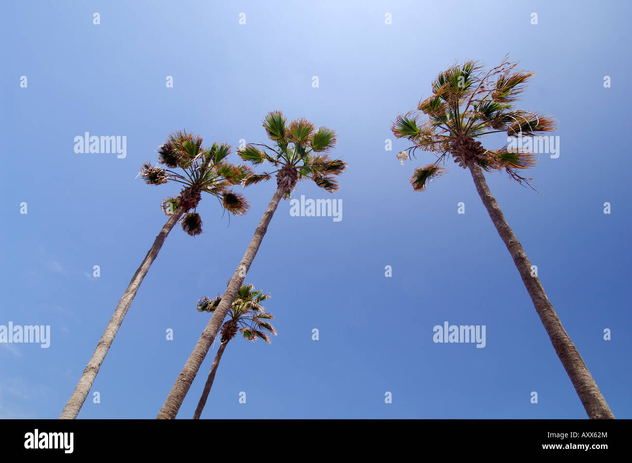 Palmen, Playa de Las Americas, Teneriffa, Kanarische Inseln, Spanien Stockfoto