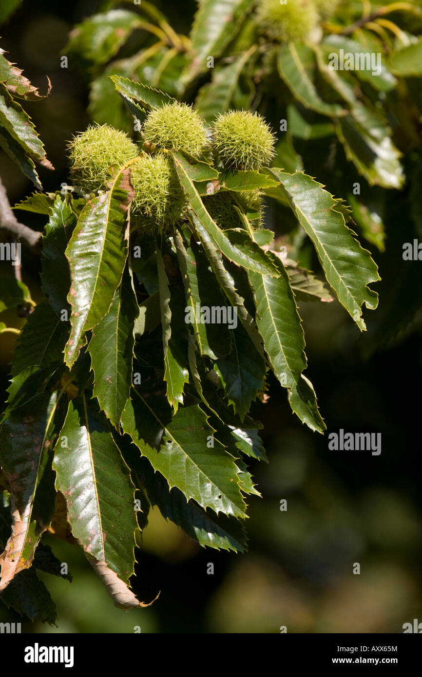 Frucht und Blatt von der Edelkastanie Stockfoto