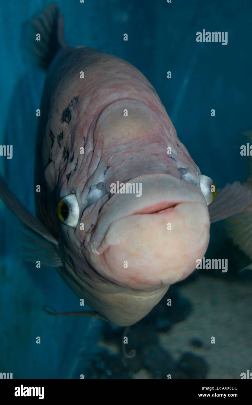 Ein riesiger Gourami ein Aquarienfische Stockfoto