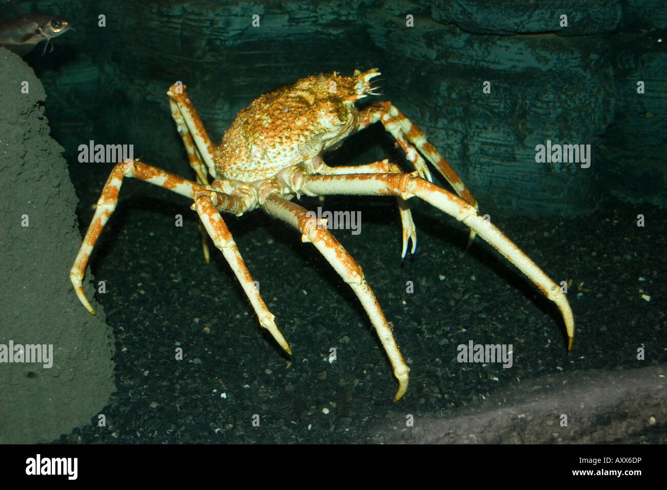 Japanische Riesenkrabbe für spider Stockfoto