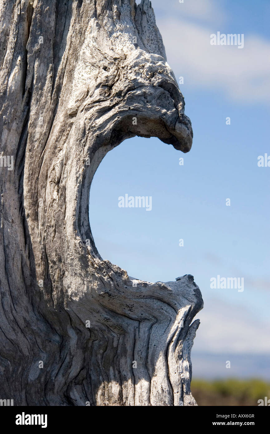 Ein verwitterter Baumstumpf Stockfoto
