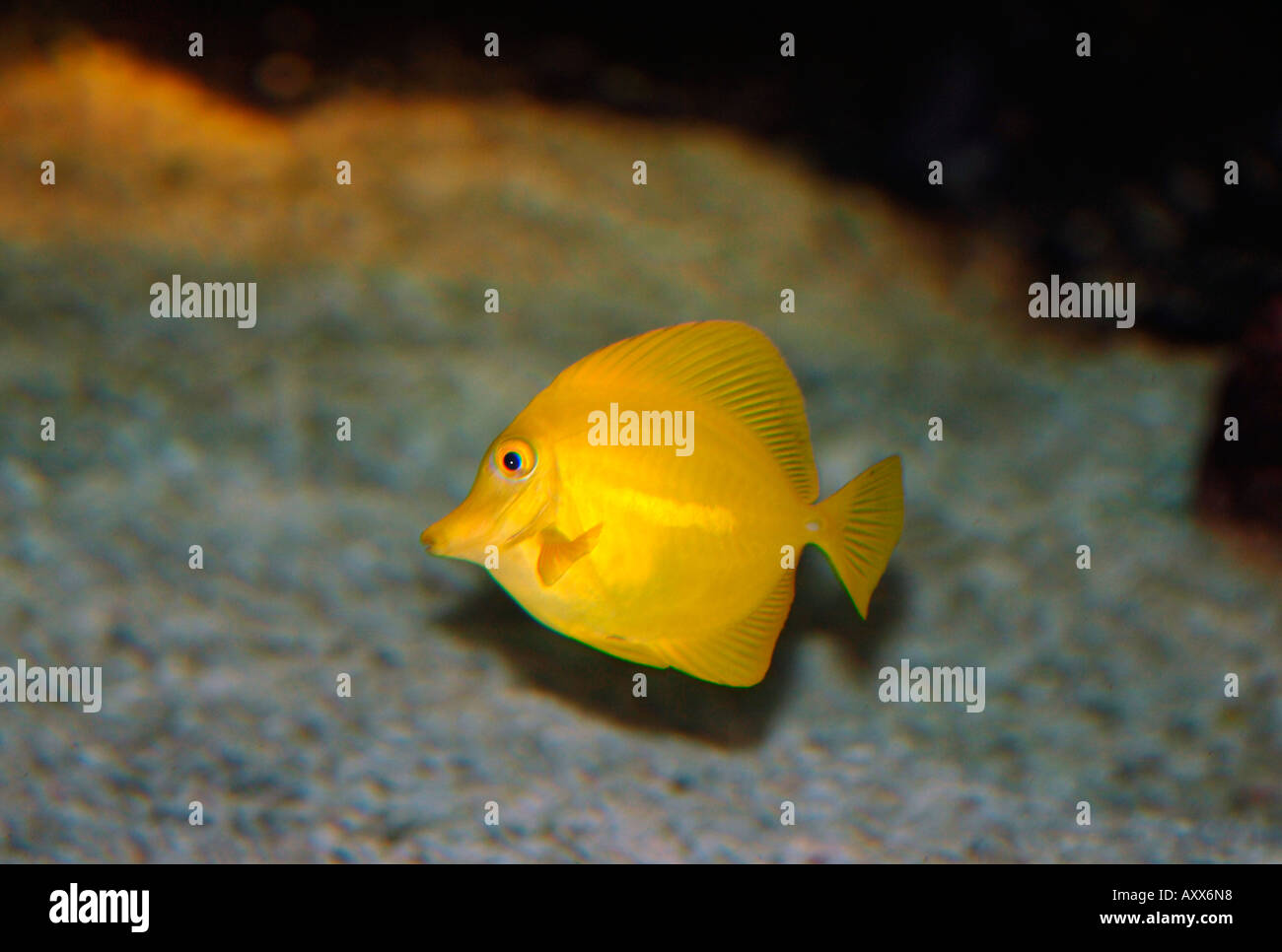 Gelbe tang Fisch (zetrasoma flavesenes) Stockfoto