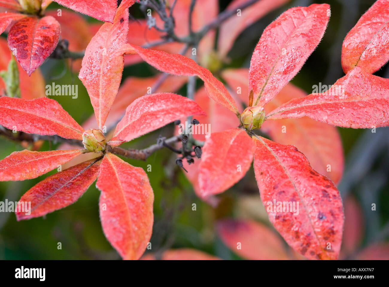 Rhododendron Bltter rot im Herbst Stockfotografie - Alamy
