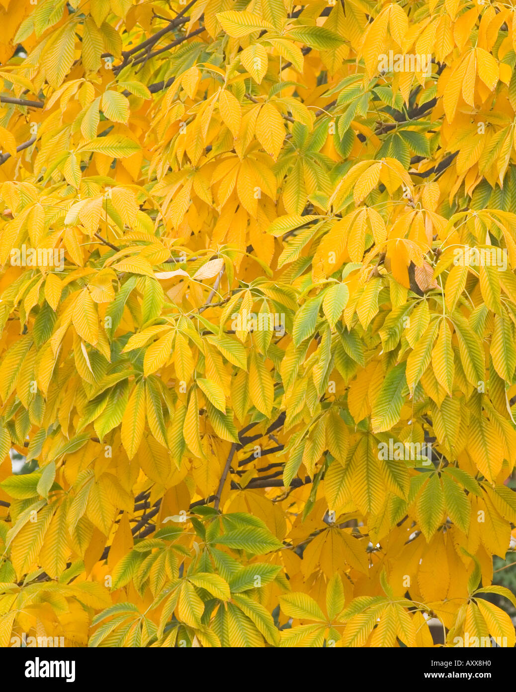 Kastanie Blätter im Herbst Aesculus marylandica Stockfoto