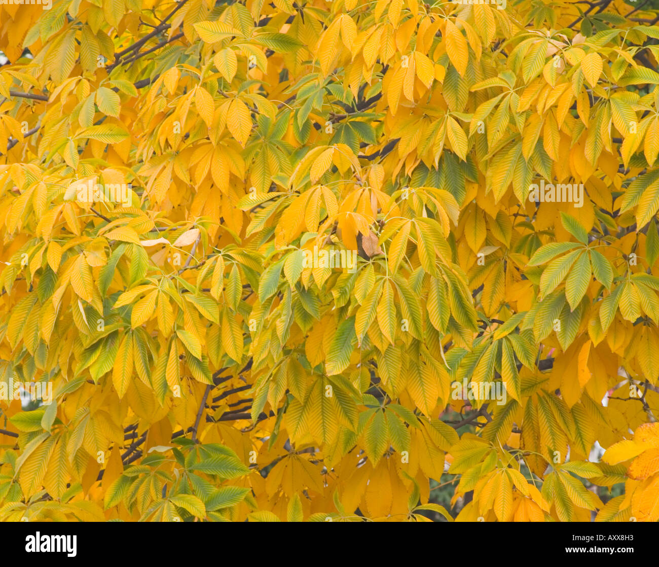 Kastanie Drehen gelb im Herbst Aesculus Marylandica Laub Stockfoto