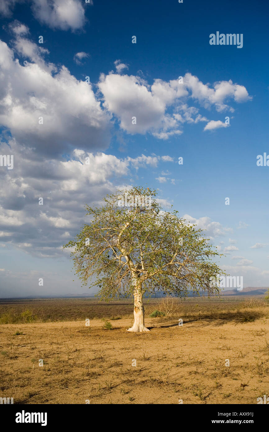 Einsamer Baum in der Landschaft nahe dem Omo-Fluss im südlichen Äthiopien, Äthiopien, Afrika Stockfoto