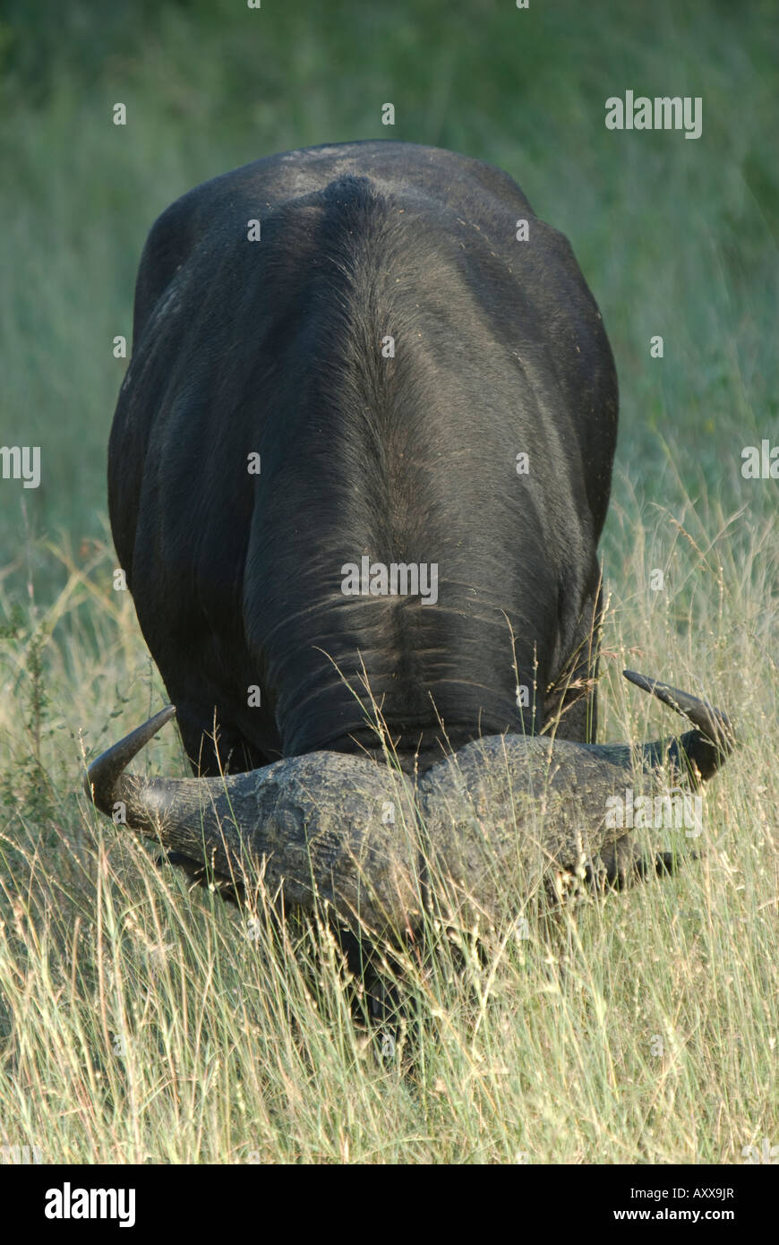 Ein Porträt von ein afrikanischer Büffel Biegen bis Feed das lange Gras Stockfoto