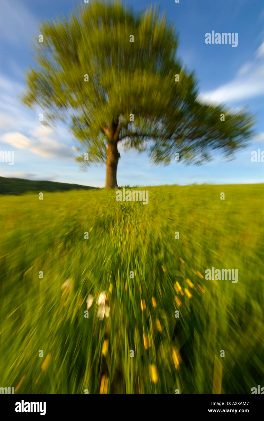 Eiche, verschwommen durch Zoom Surrey England UK Europe Stockfoto