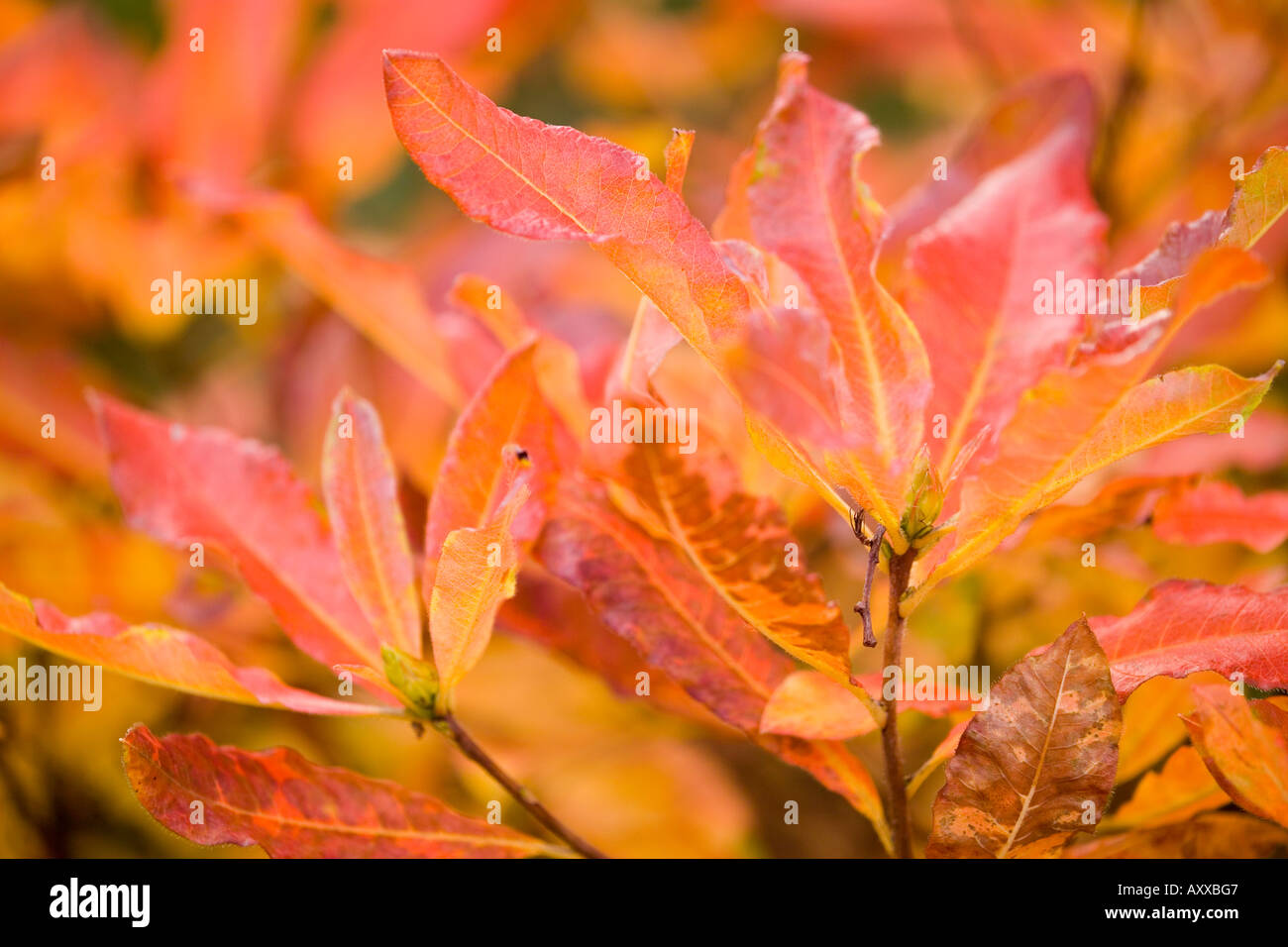 Rhododendron Bltter rot im Herbst Stockfotografie - Alamy