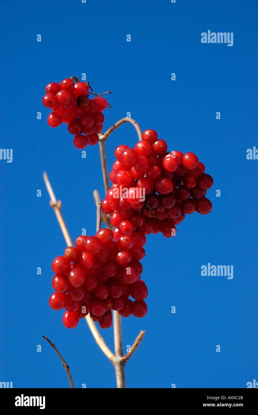 Hoher Busch Preiselbeeren gegen deutlich kanadischen Himmelblau Stockfoto