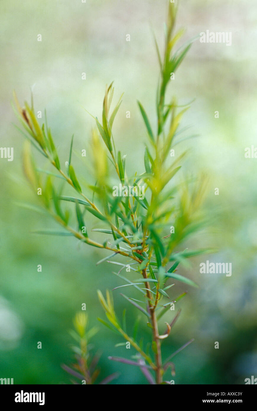 Baum-Tee, Tee, Baum, Melaleuca Alternifolia, grün, Melaleuca alternifolia Stockfoto