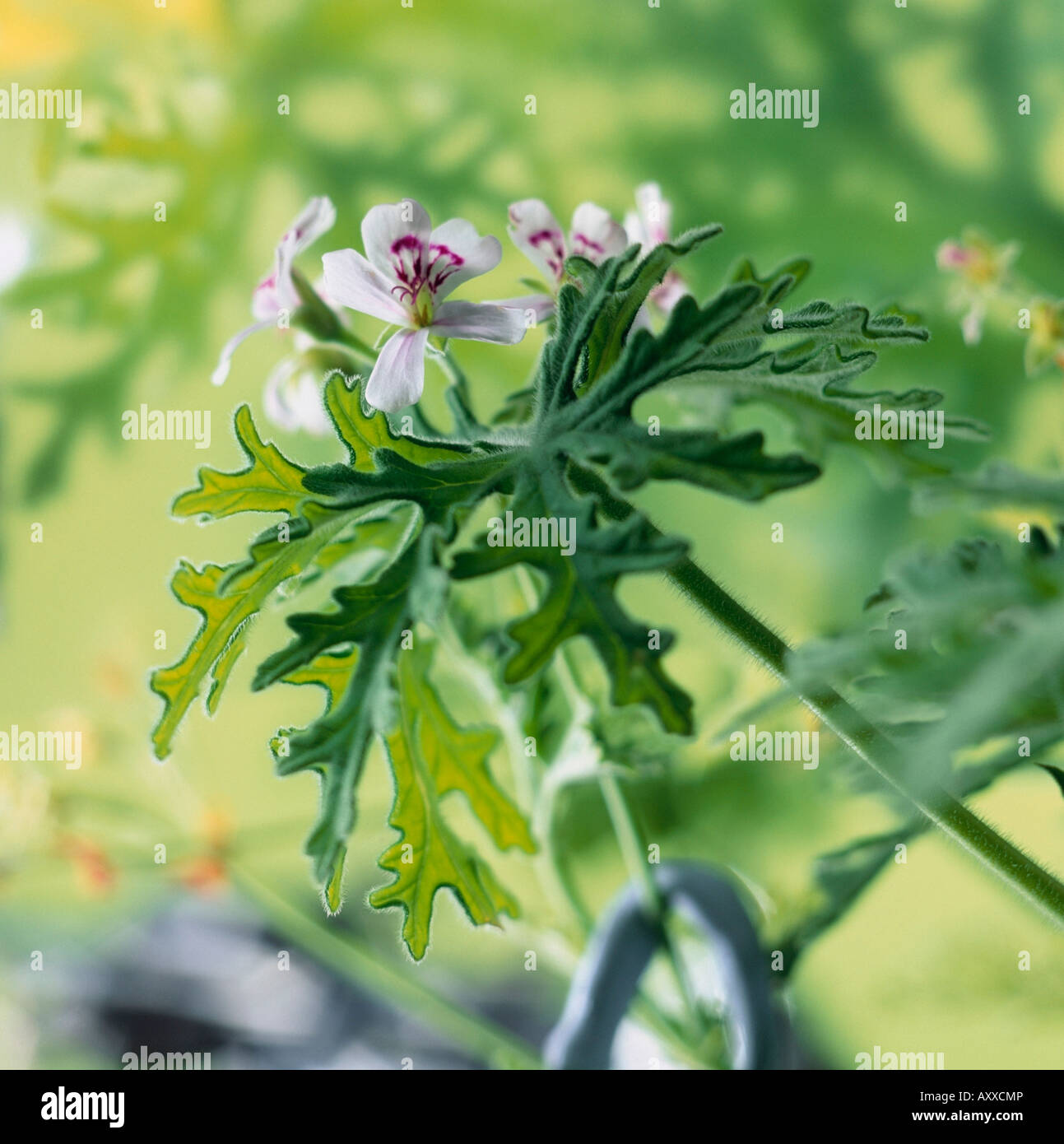 Pelargonium Graveolens Leaf Stockfotos und bilder Kaufen Alamy