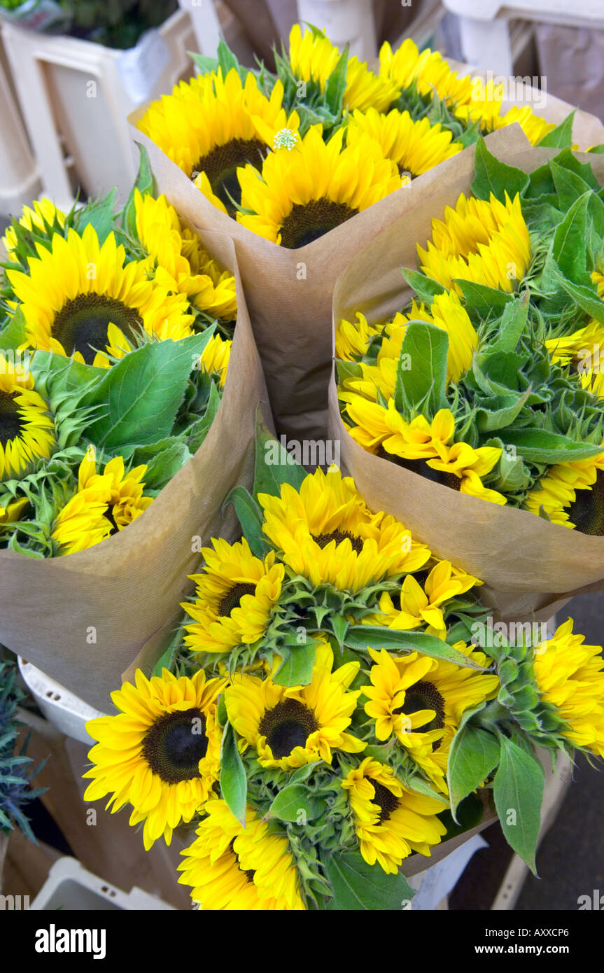 Trauben von Sonnenblumen Stockfoto