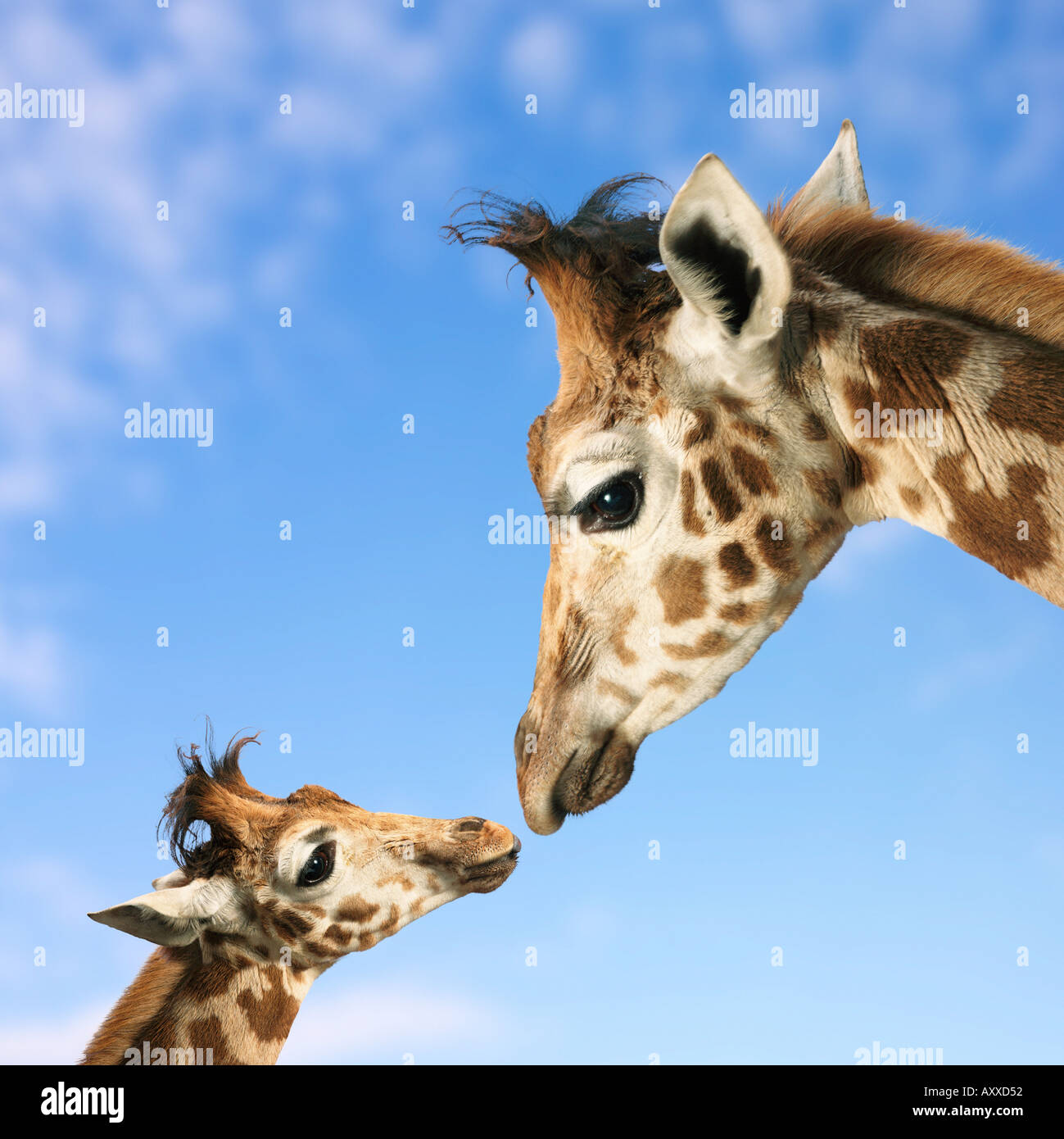 Giraffe Mutter und Kind Stockfoto