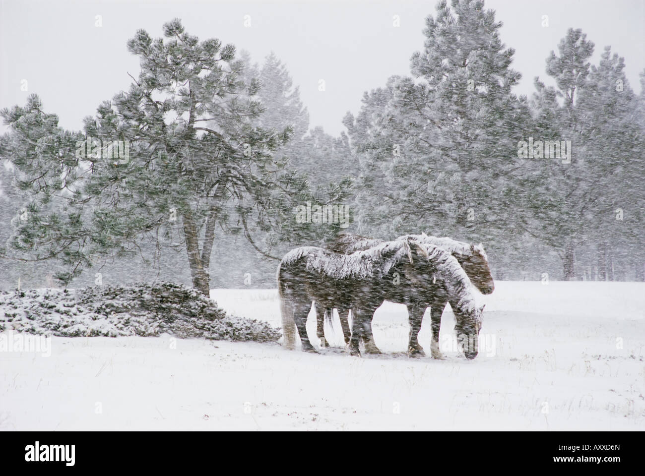 Pferde in einem Schneesturm, Colorado, Vereinigte Staaten von Amerika, Nordamerika Stockfoto