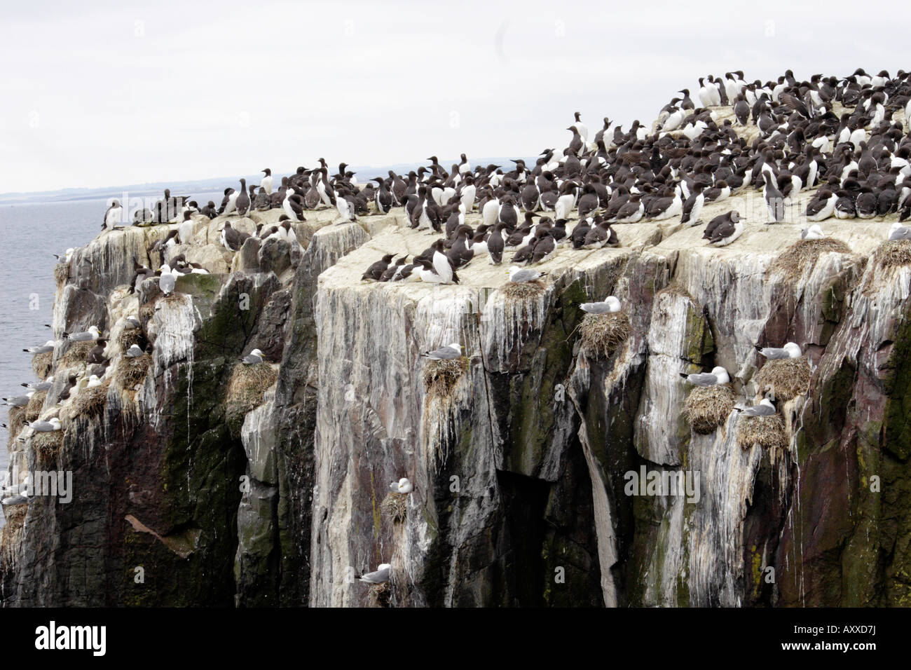 Seevogel-Kolonie auf den Farne Islands Northumberland Stockfoto