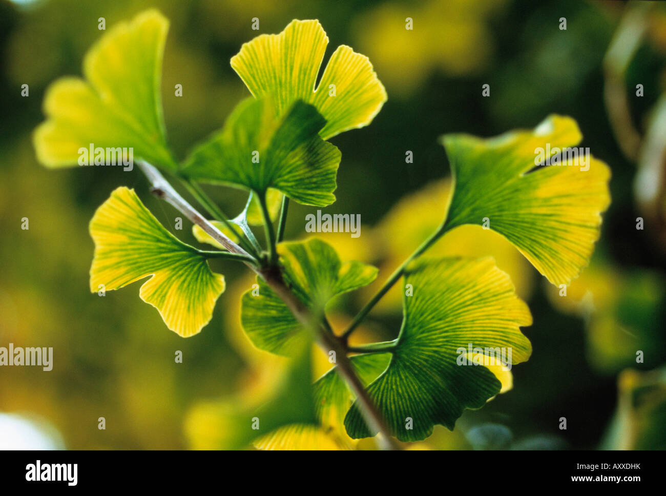Tausend-Baum, Ginkgo Biloba, gelb grüne Blätter an einem Baum. Stockfoto