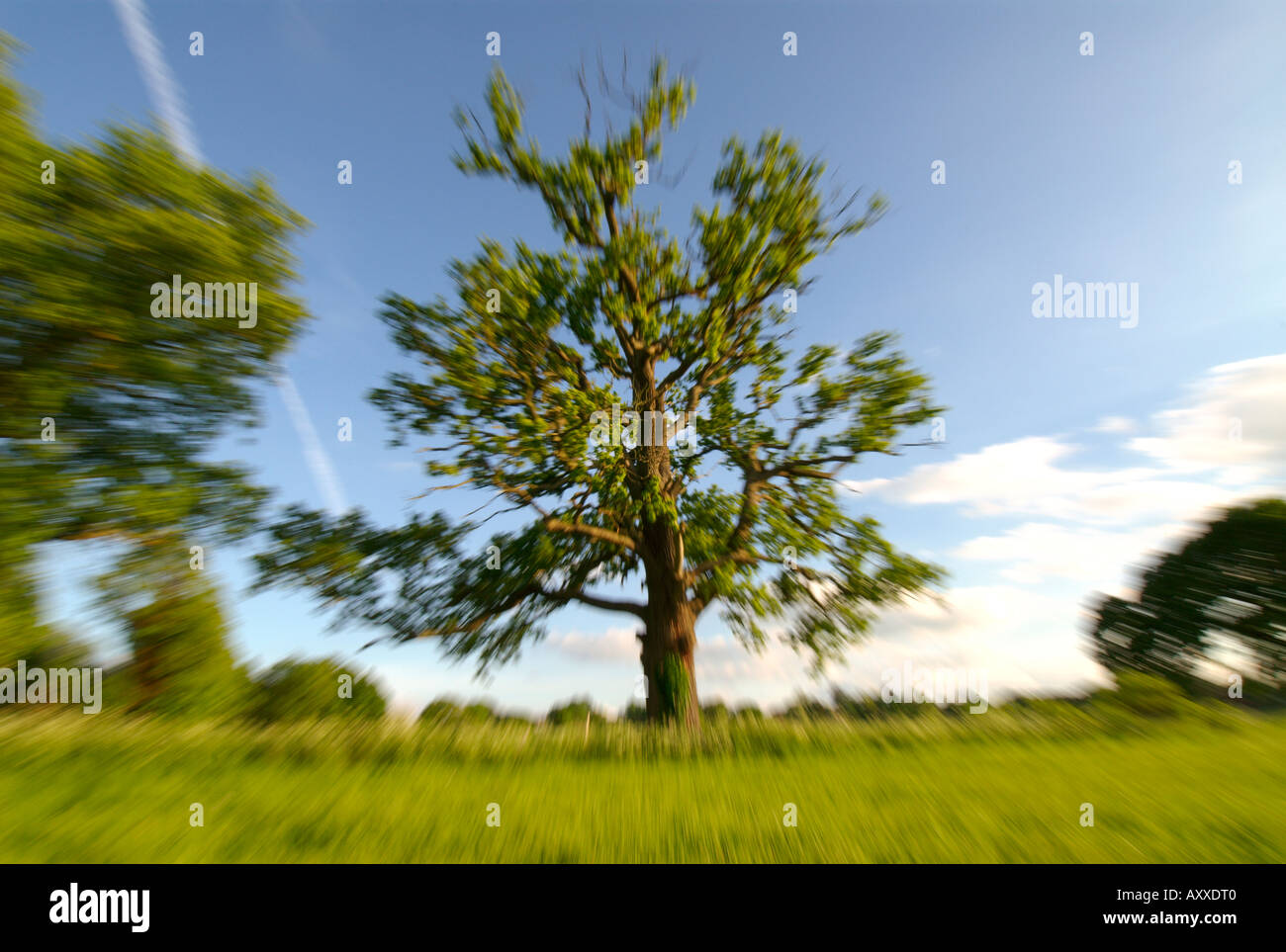 Europa UK England Eiche Baum unscharf von zoom Stockfoto