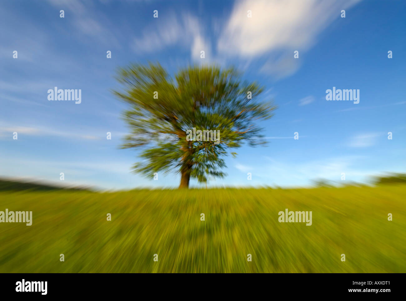 Europa UK England Eiche Baum unscharf von zoom Stockfoto