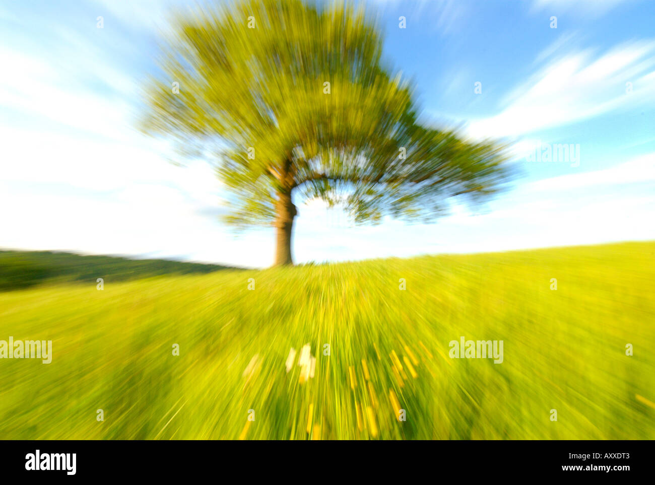 Europa UK England Eiche Baum unscharf von zoom Stockfoto