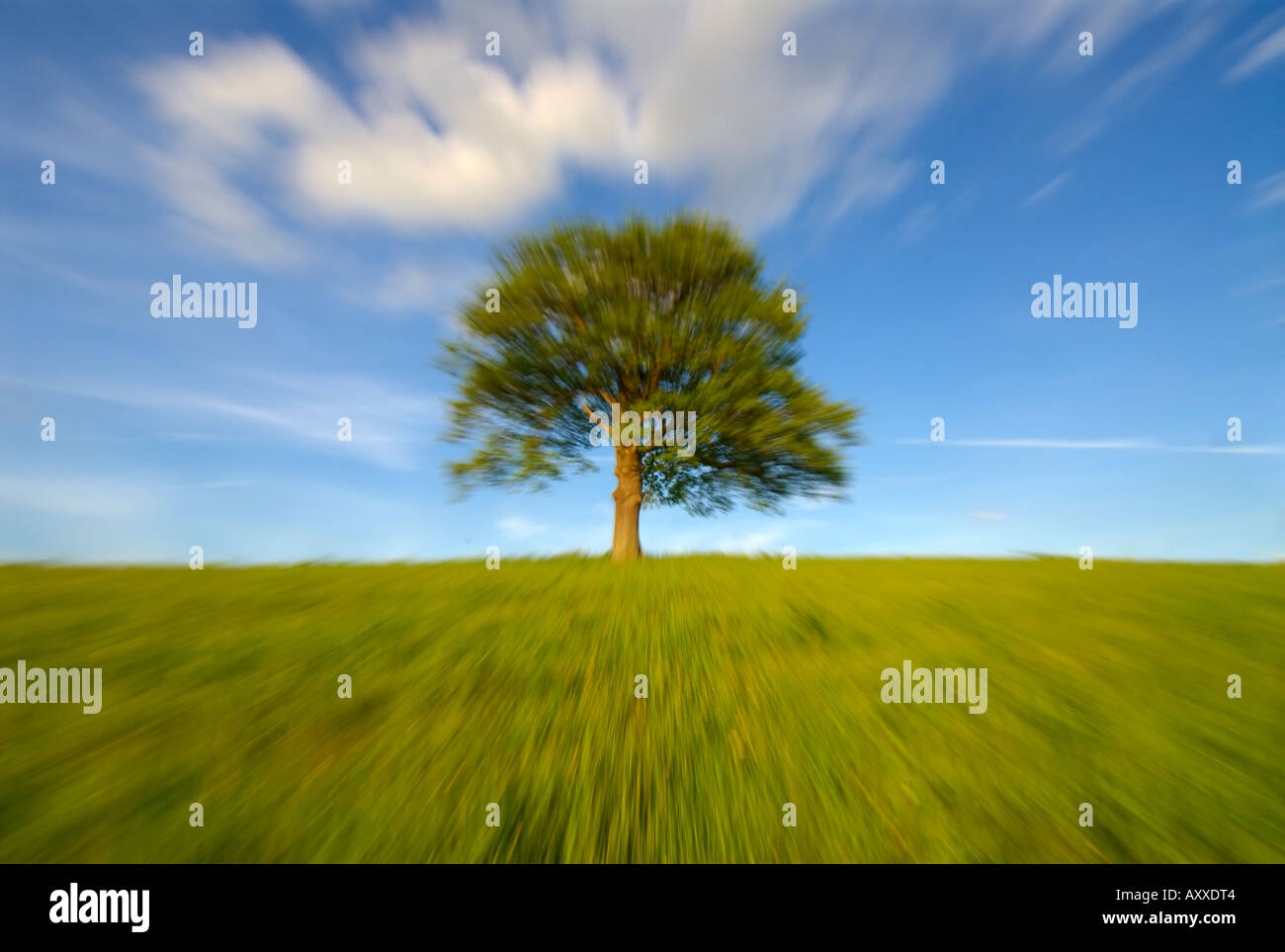 Eiche, verschwommen durch Zoom Surrey England UK Europe Stockfoto