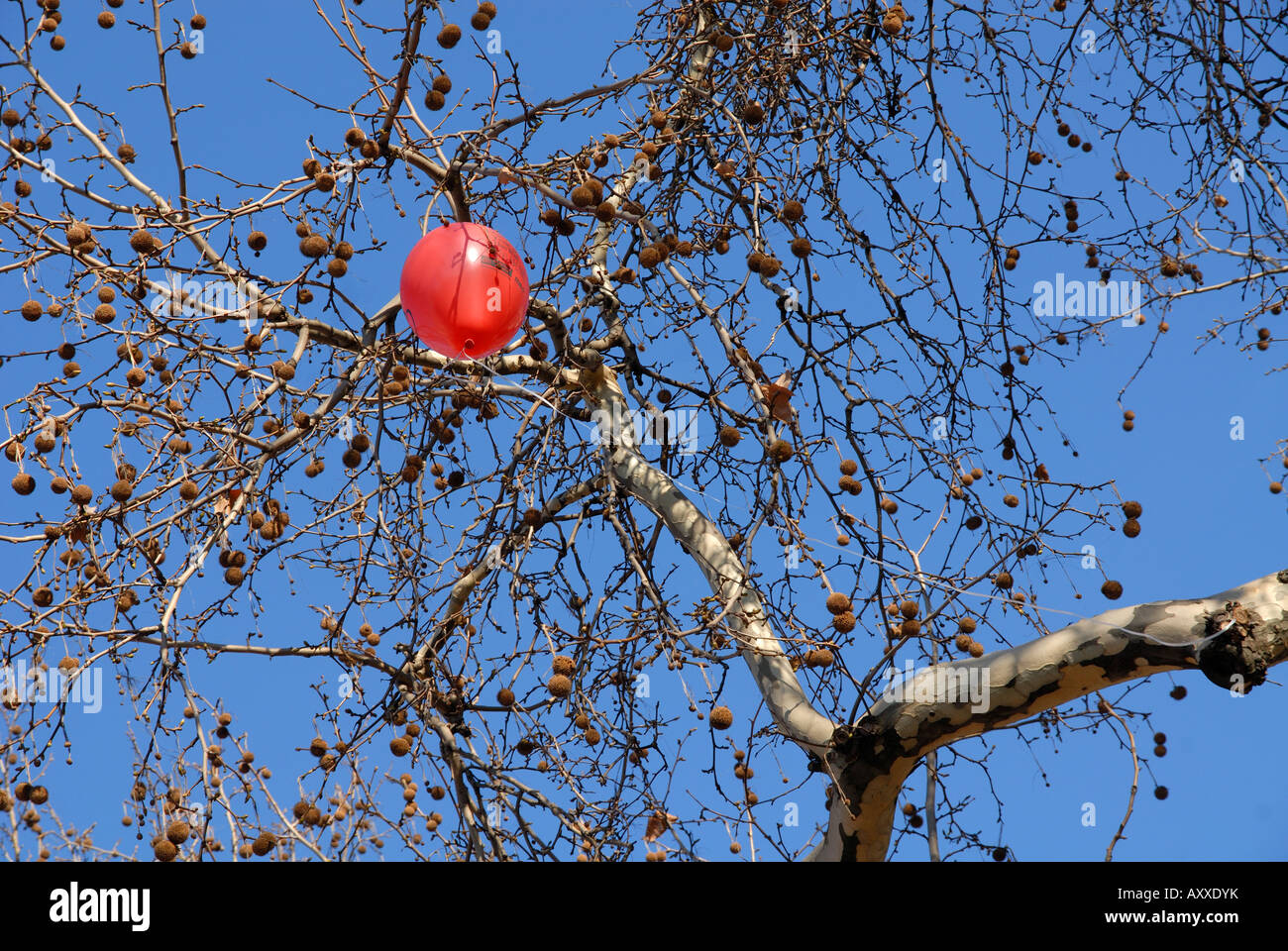 Ein Ballon gefangen in einem Baum auf dem Trafalgar Square Stockfoto
