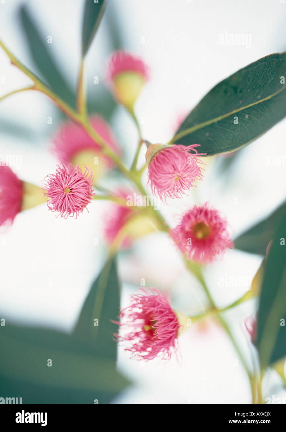 Eukalyptus, Eucalyptus Ficifolia, rot, Eukalyptus, ficifolia Stockfotografie Alamy