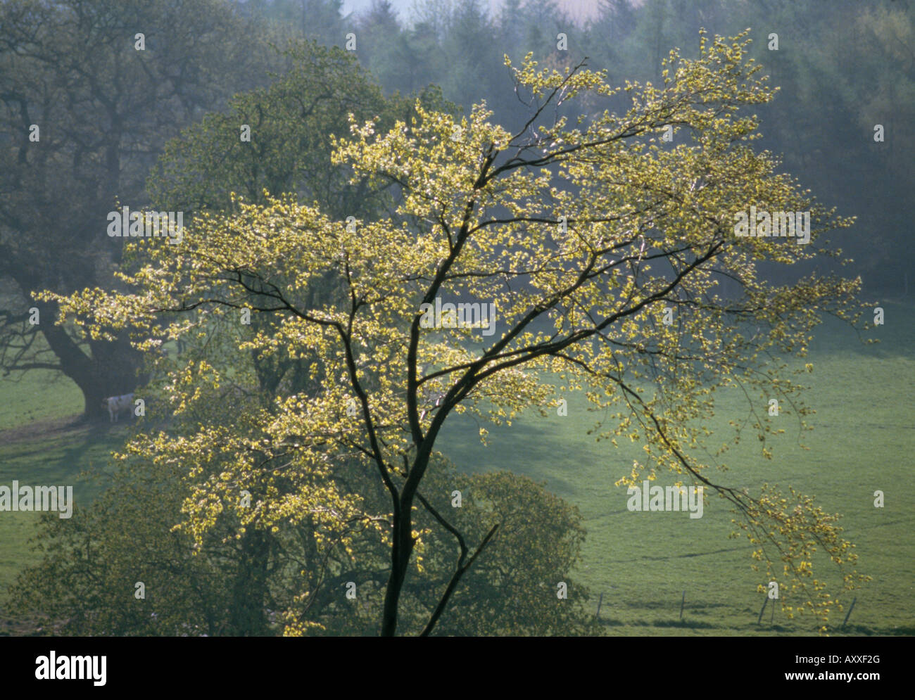 Baum, grün, Stockfoto