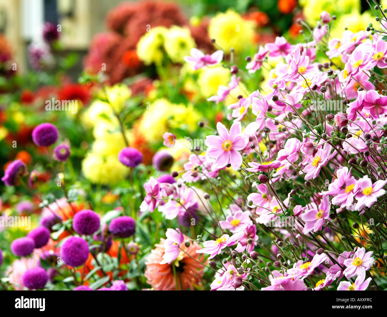 Verschiedene Blumen in voller Blüte Stockfoto
