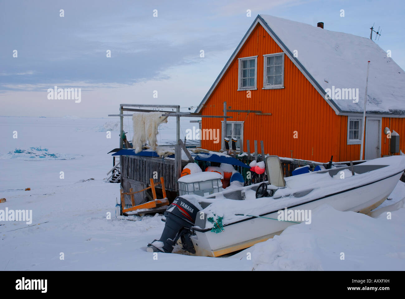 Eine Eisbär Haut hängt vor einem Haus in Upernavik, Grönland trocknen Stockfoto