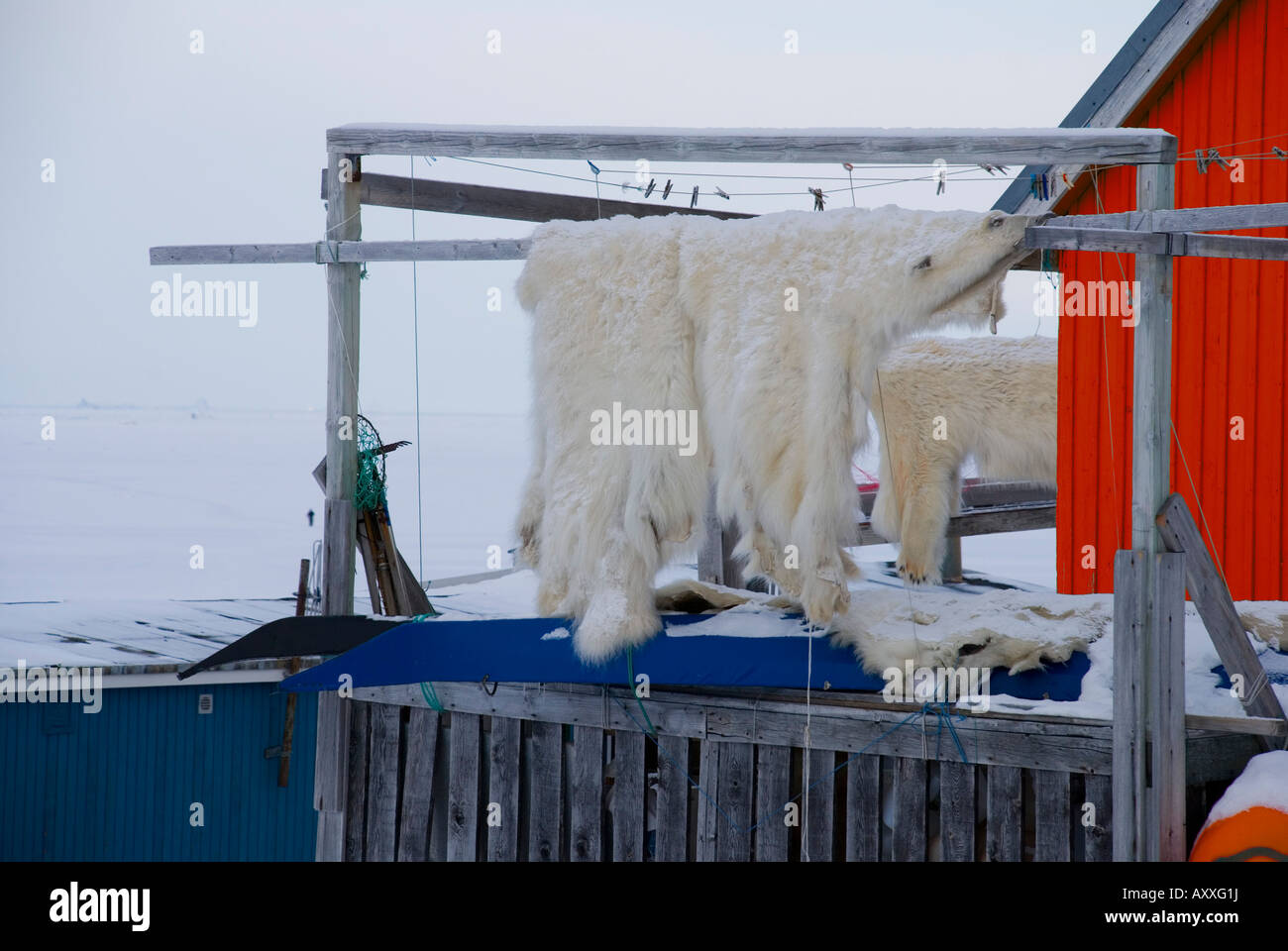 Eine Eisbär Haut hängt vor einem Haus in Upernavik, Grönland trocknen Stockfoto