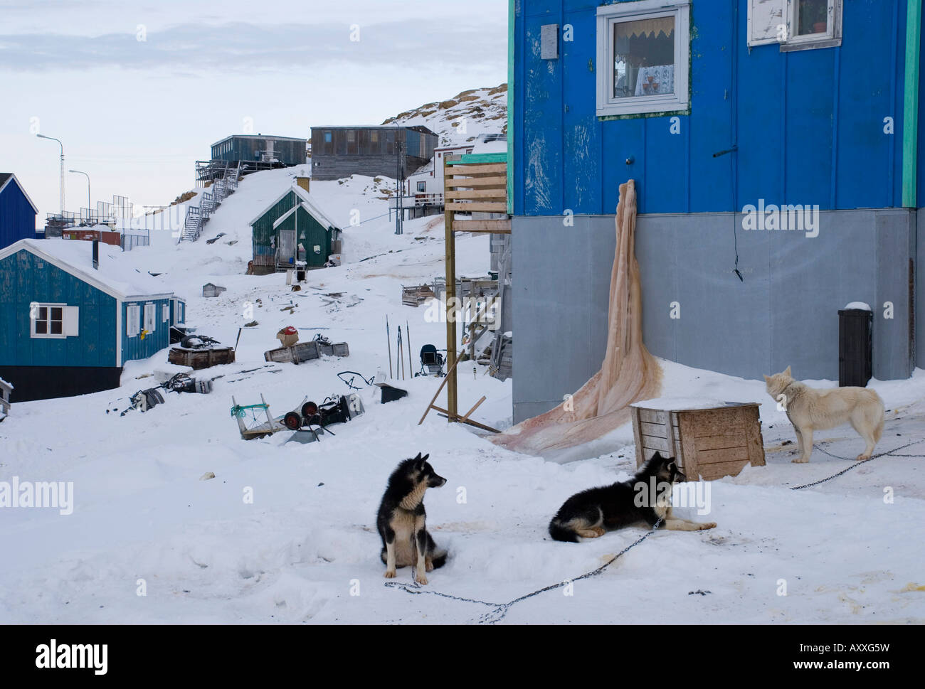 Ein Rudel Schlittenhunde in Upernavik, Nord-Grönland Stockfoto