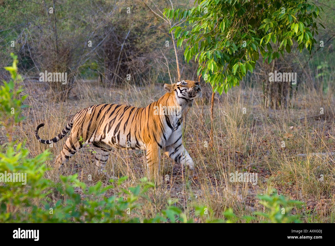 Bengal Tiger (Panthera Tigris), Bandhavgarh, Madhya Pradesh, Indien Stockfoto