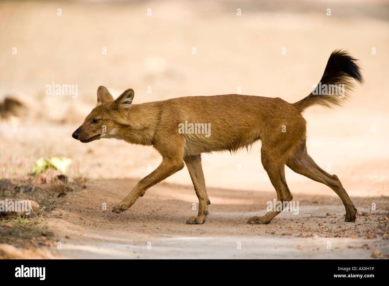 Dhole/Wild Dog, (Cuon Alpinus), Bandhavgarh N.P, Madhya Pradesh, Indien Stockfoto