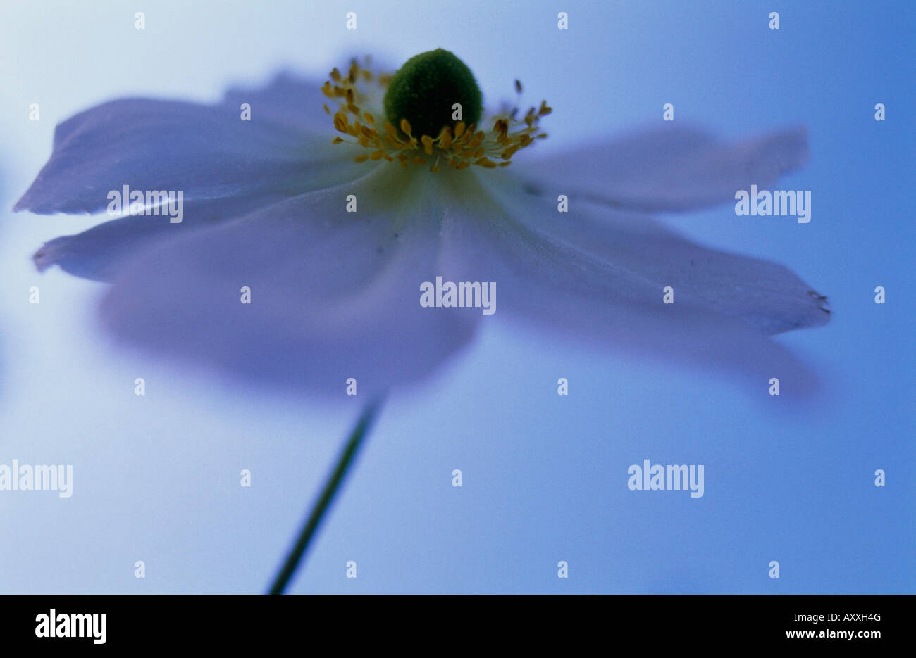 Anemone, japanische Anemone, japanische, Anemone X hybrida 'Honorine Jobert', Anemonehybrida, Honorine Jobert Stockfoto