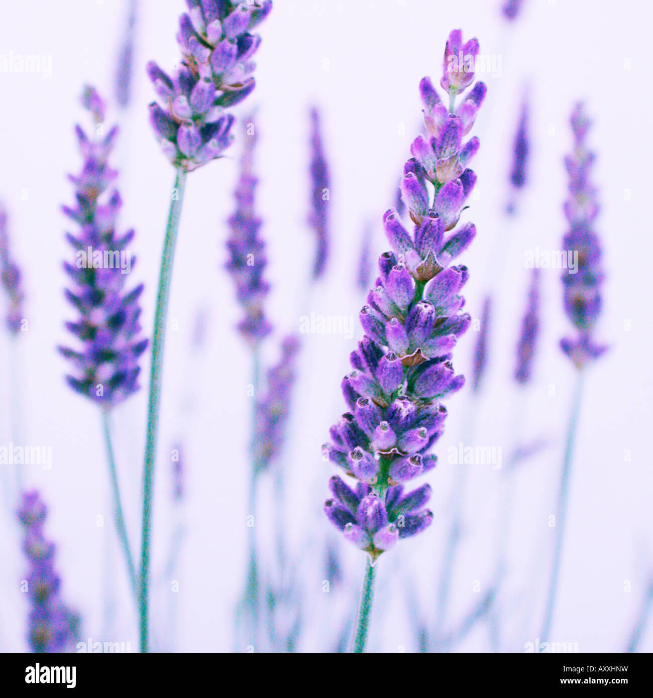 Lavendel, Lavandula, lila Blüten auf Stengeln. Stockfoto