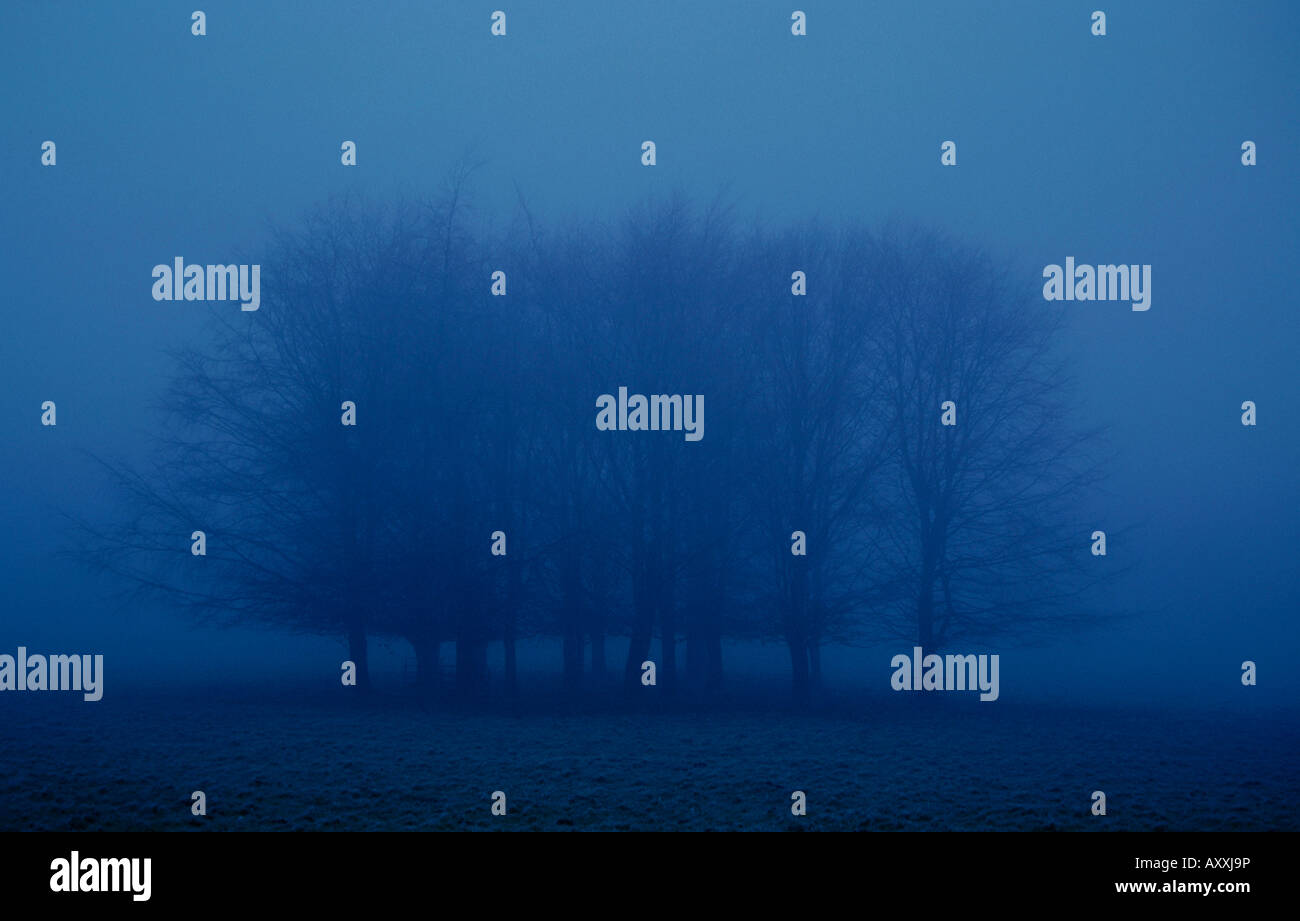 Baum, blau, Stockfoto