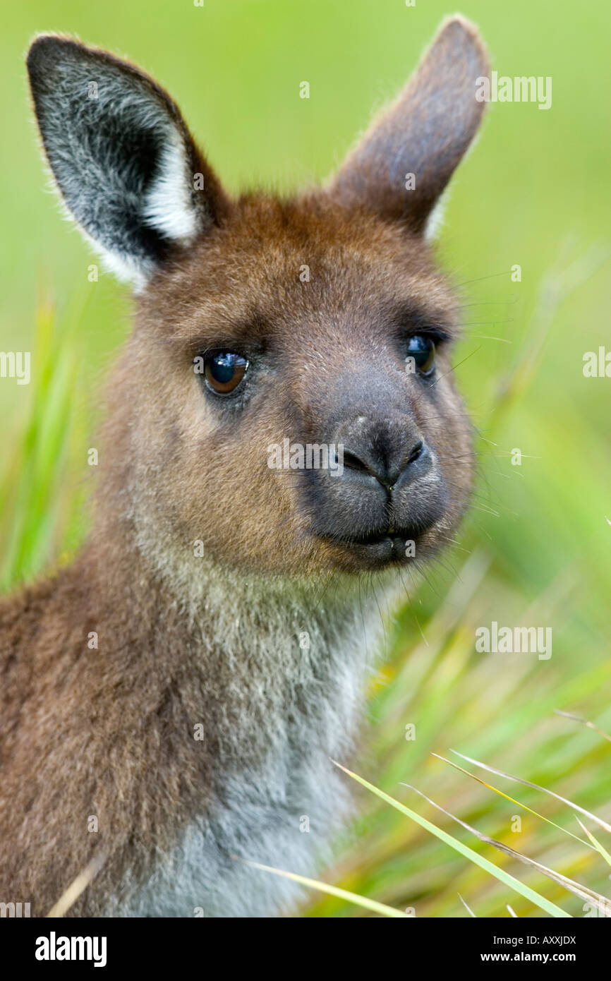 Känguru Kangaroo Island, (Macropus Fuliginosus), Flinders Chase N.P, Kangaroo Island, South Australia, Australien Stockfoto