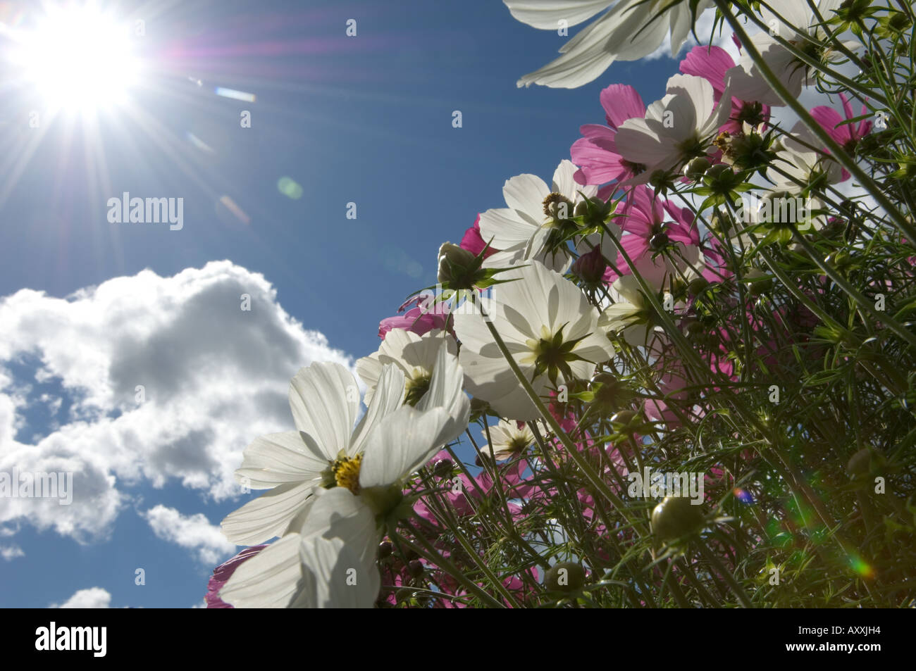 Sommer blühen Blumen Stockfoto