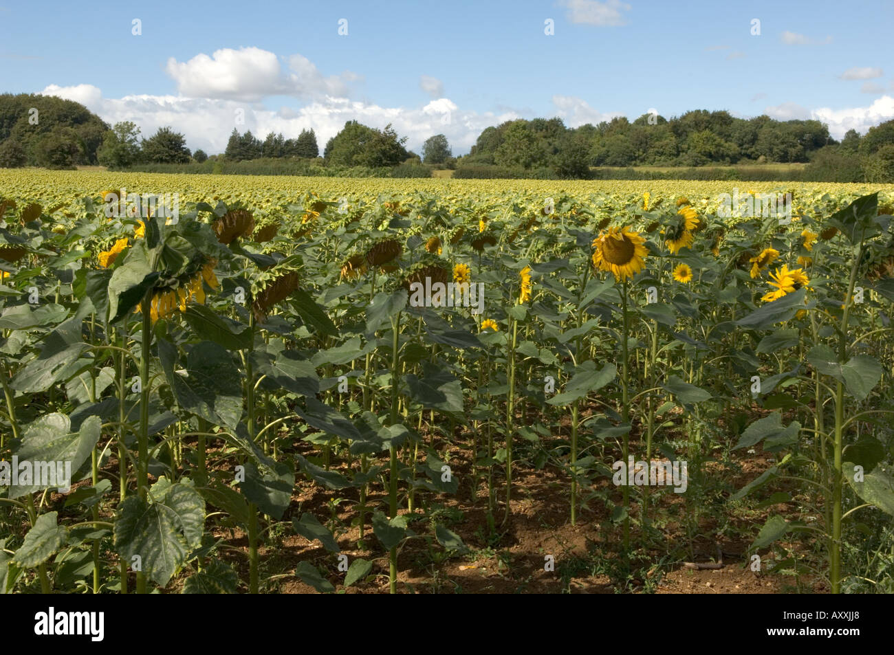Feld von Sonnenblumen Stockfoto