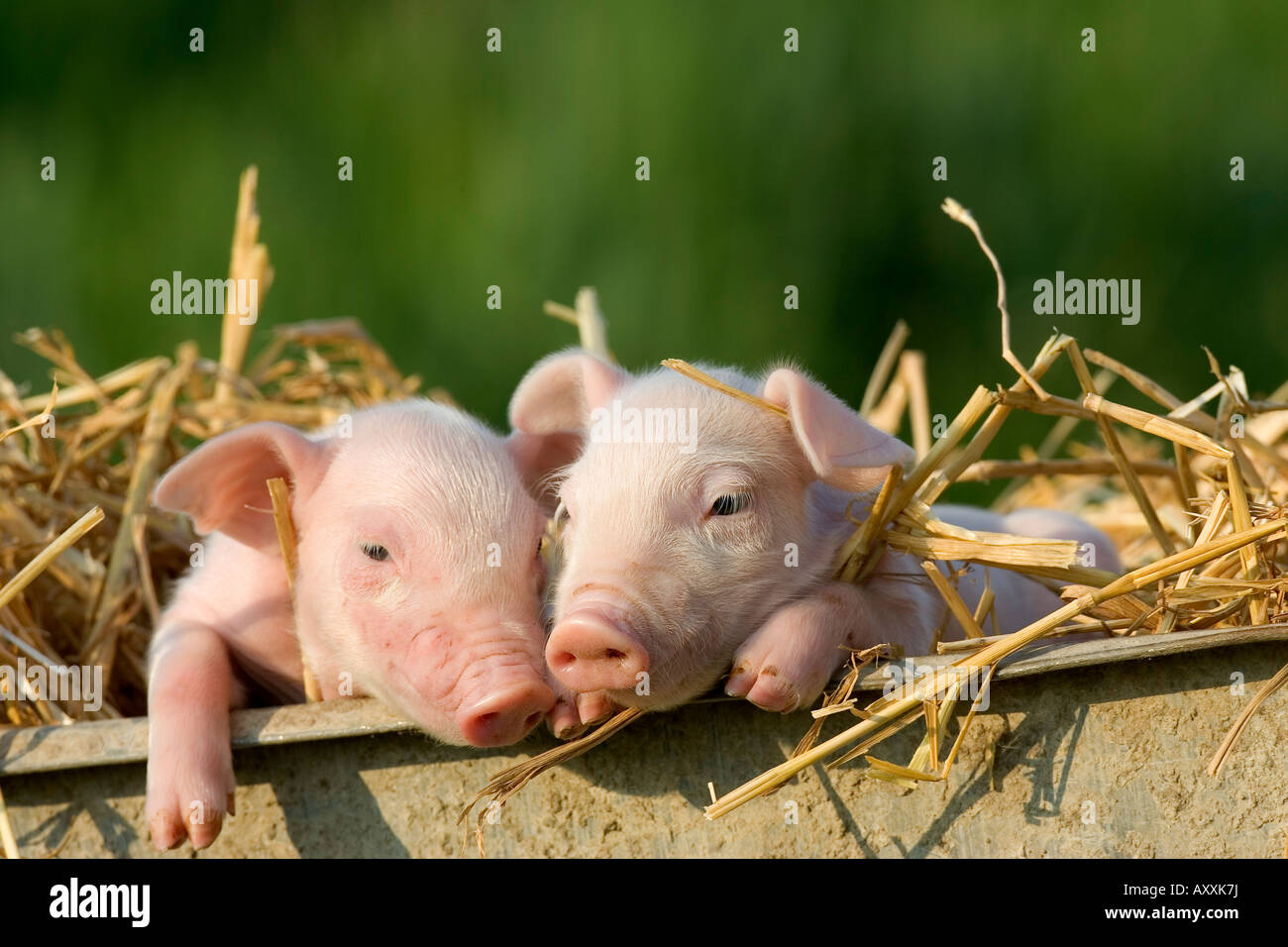 Hausschwein (Sus Scrofa Domesticus), Bynde, Nordrhein Westfalen, Deutschland Stockfoto