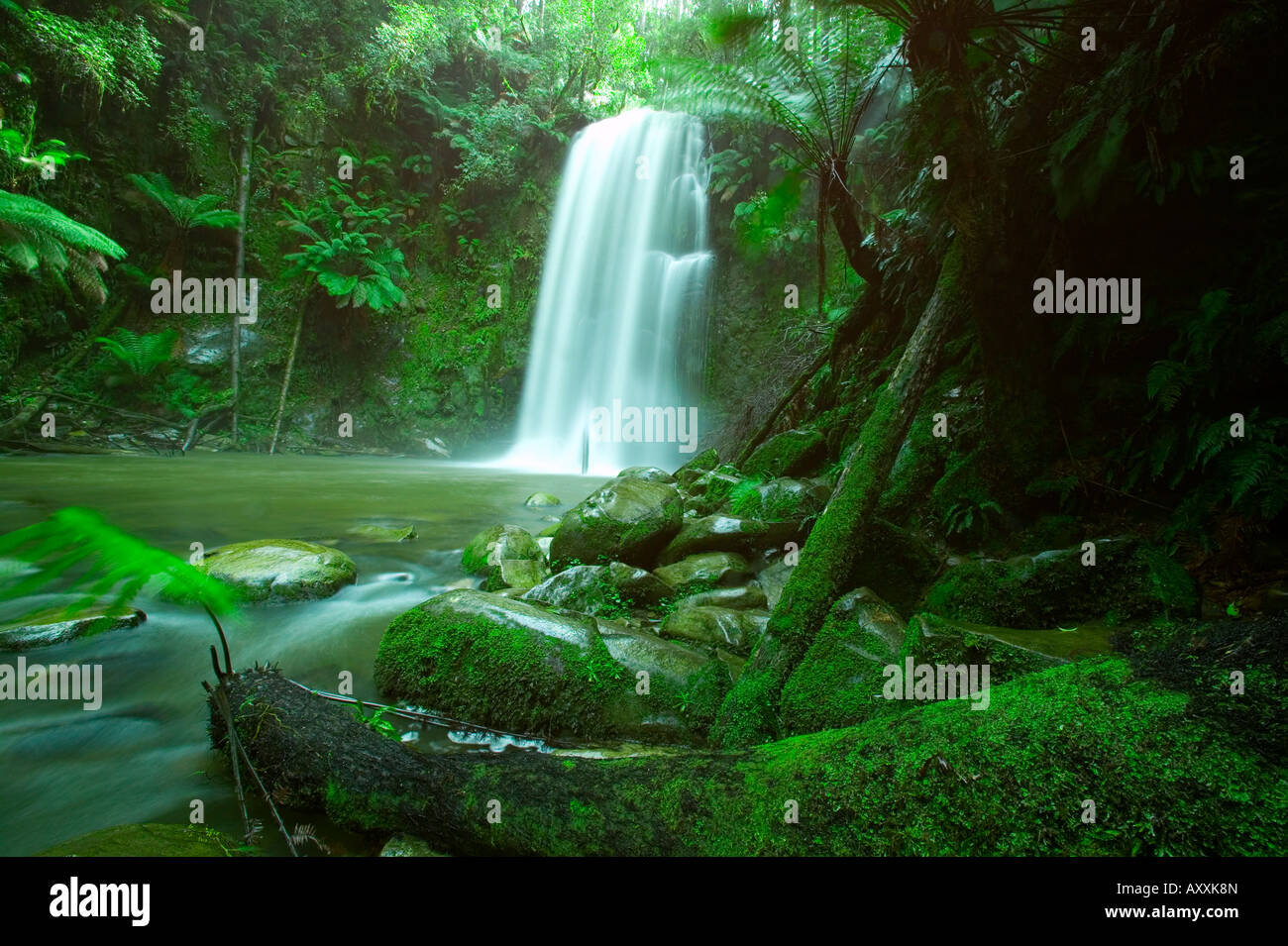 Beauchamp Herbst, Wasserfall im Regenwald, Otway Nationalpark, Great Ocean Road, Victoria, Australien Stockfoto